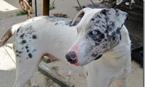 are catahoula leopard dogs deaf