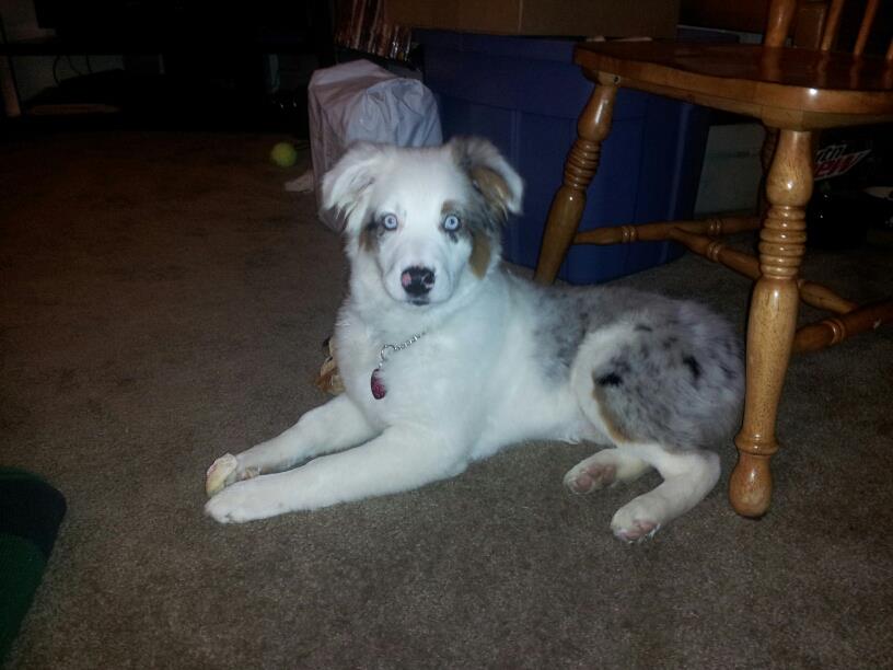 Dakota my handsome puppy-