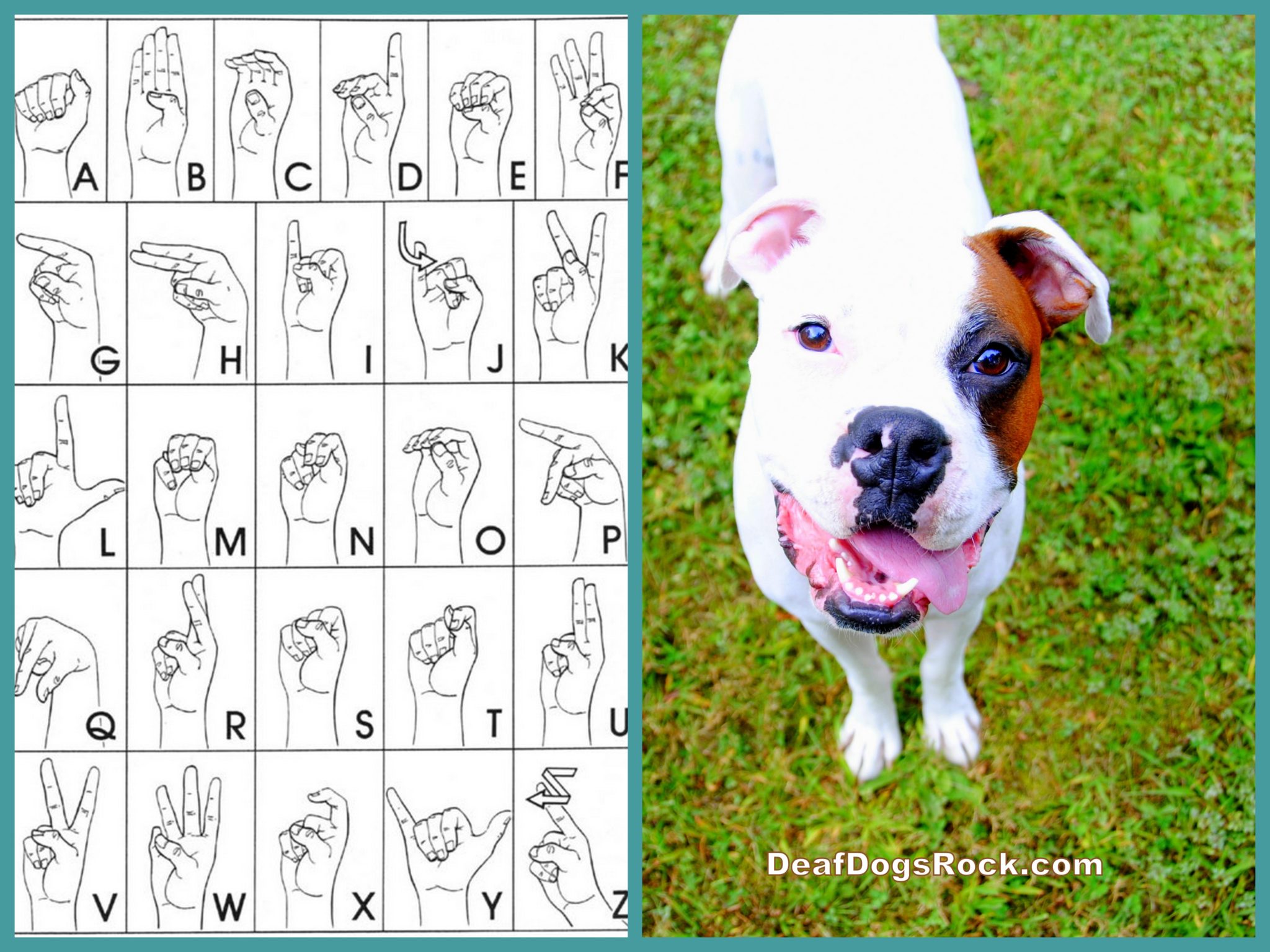 the deaf puppy or dog needs to be looking at