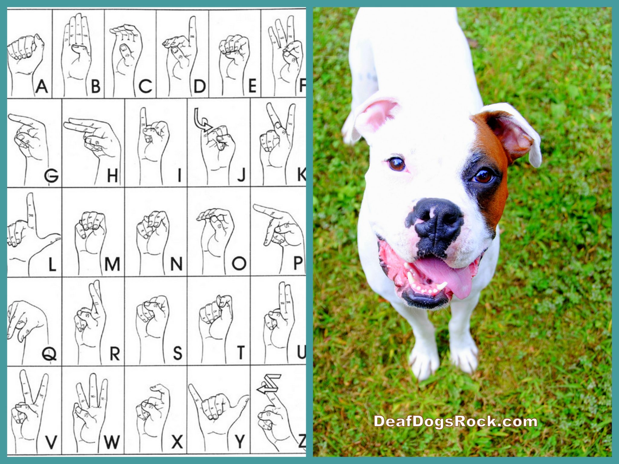 deaf dogs hand signal for come