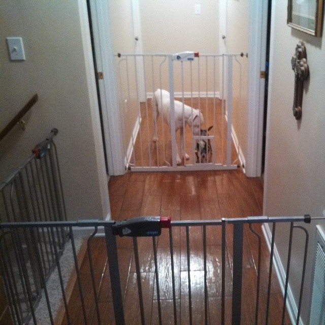 ... gate in a hallway or another room. This gate is available at Petsmart