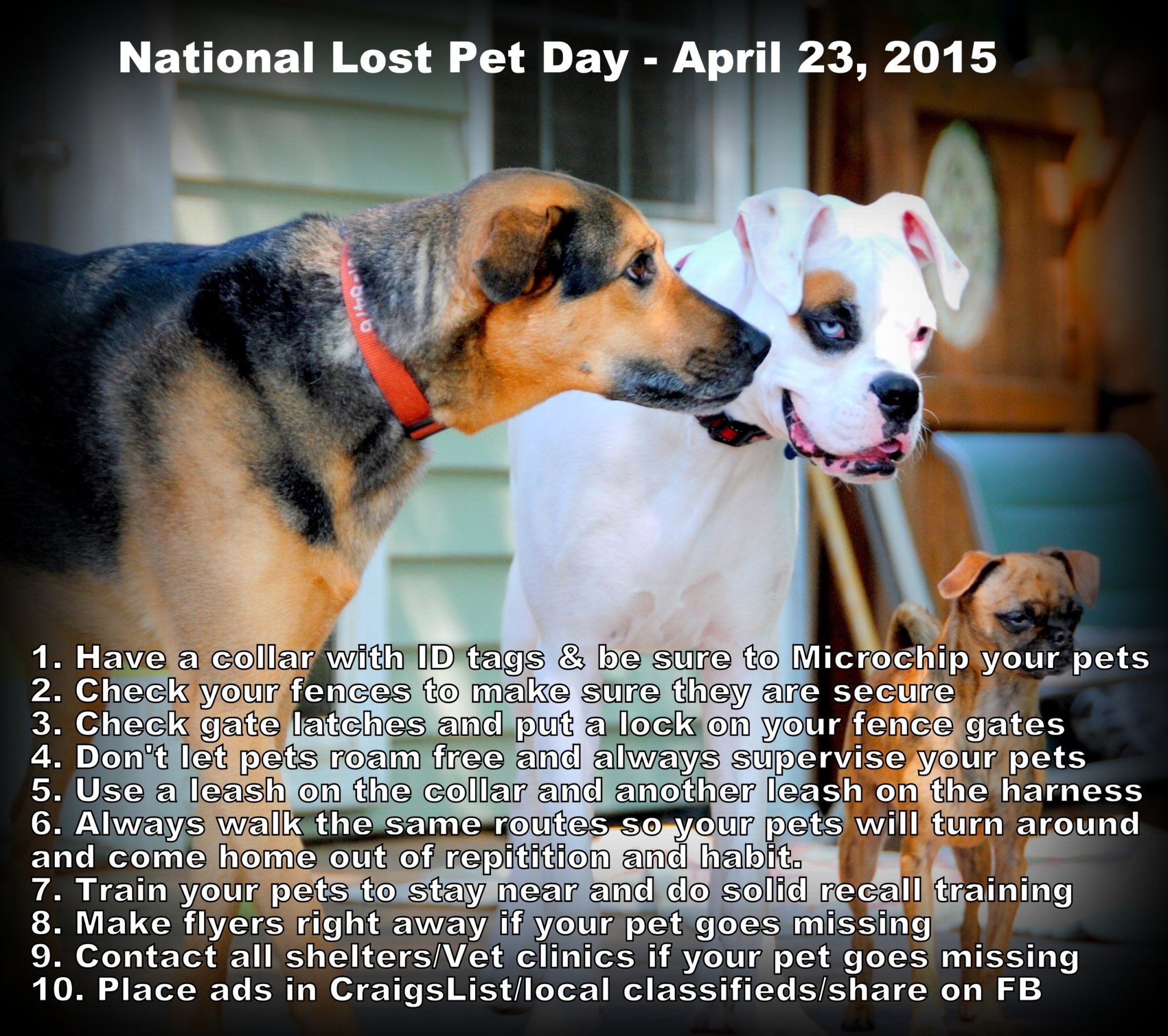 National Lost Pet Awareness Day – Deaf Dogs Rock