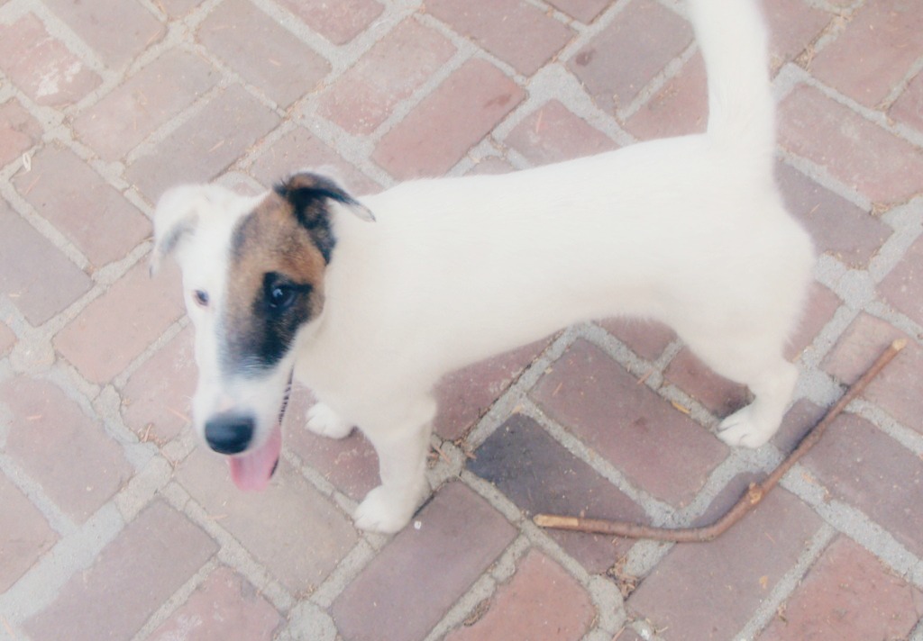 Vas – CA – Adopted – Deaf Dogs Rock