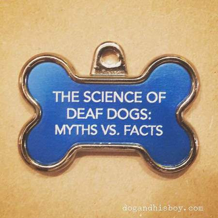 What are some facts about dog barking?