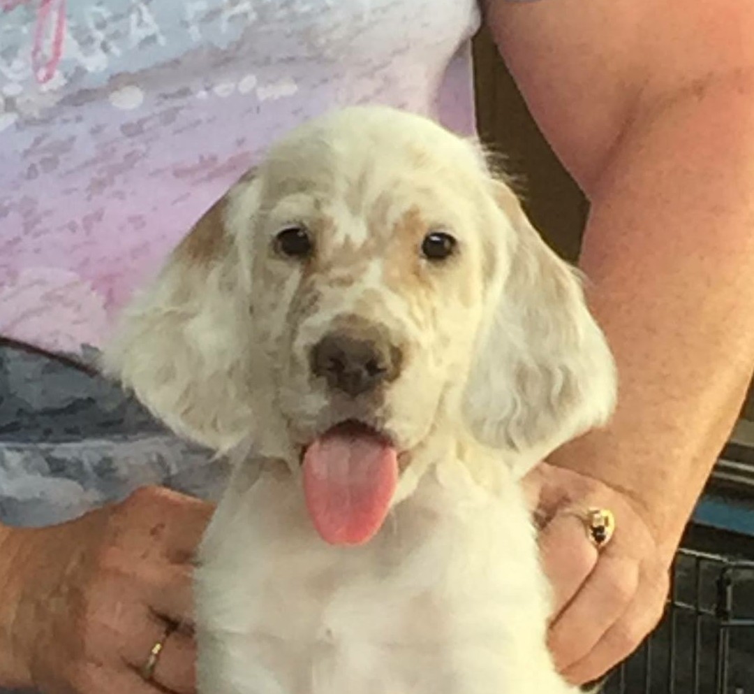 deaf puppy burgess ca adopted deaf dogs rock deaf puppy burgess ca adopted deaf dogs rock