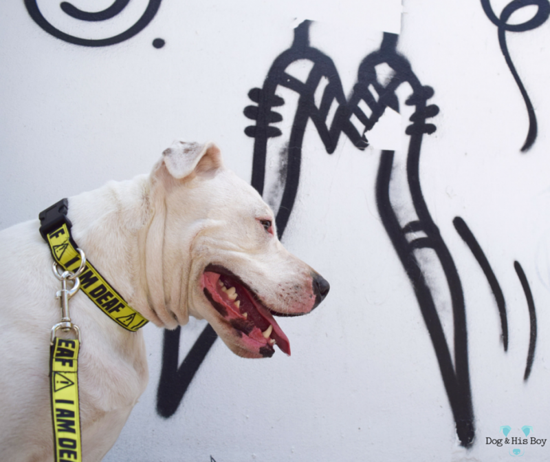 How Ear Infections Can Cause Deafness In Dogs Deaf Dogs Rock