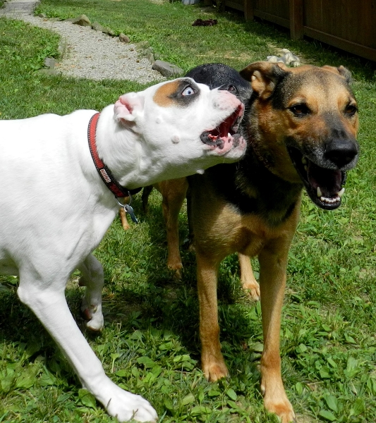 Our Three Deaf Dogs Rock Their Nosework Titles – Deaf Dogs Rock