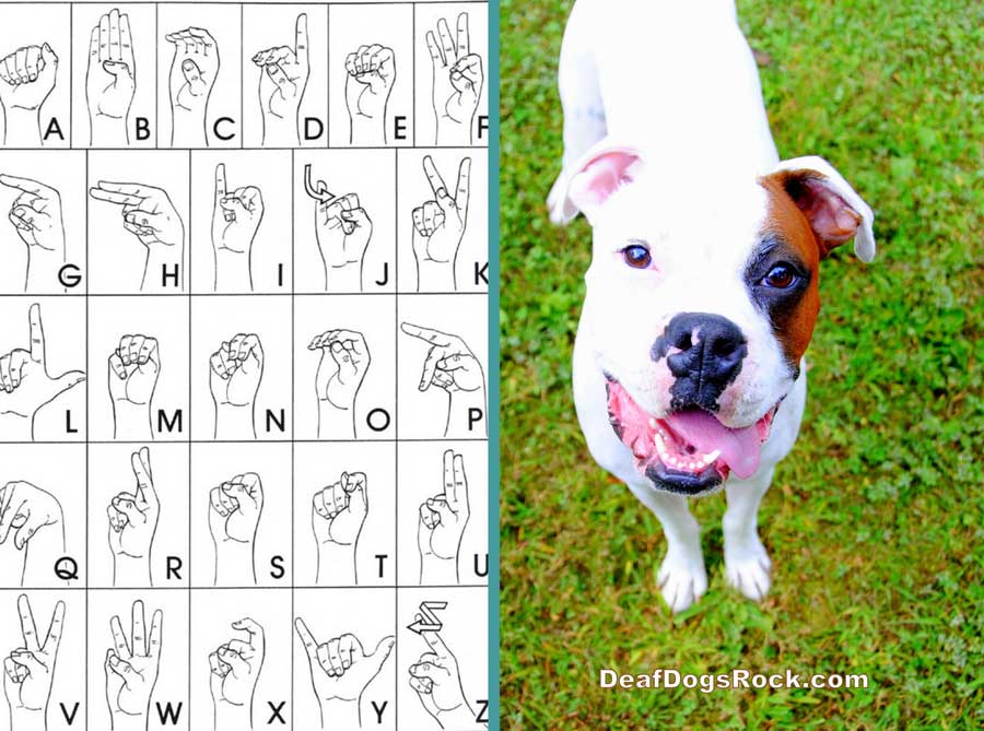 hand signals for deaf dogs