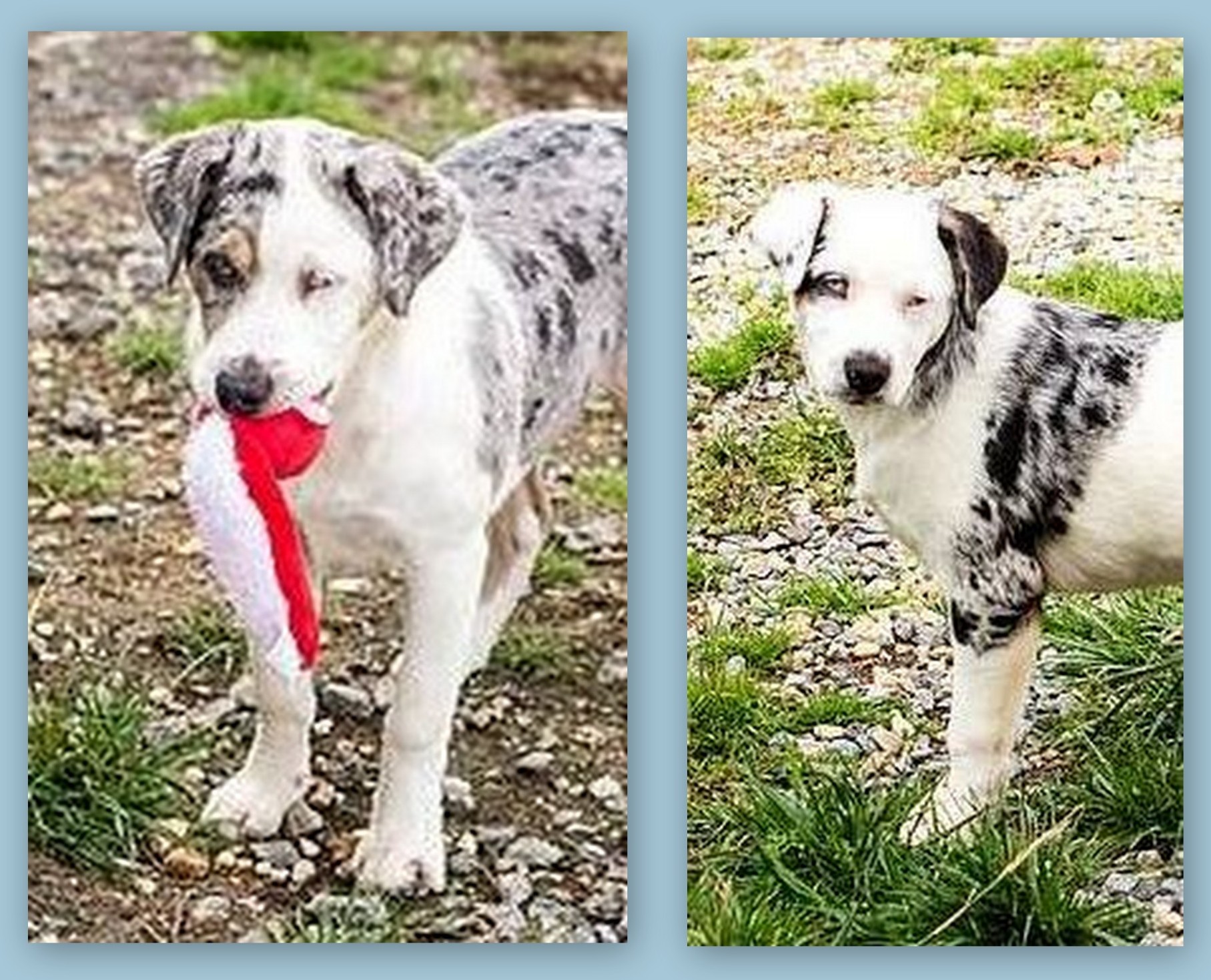 Alison/Amanda – Adopted – Deaf Dogs Rock