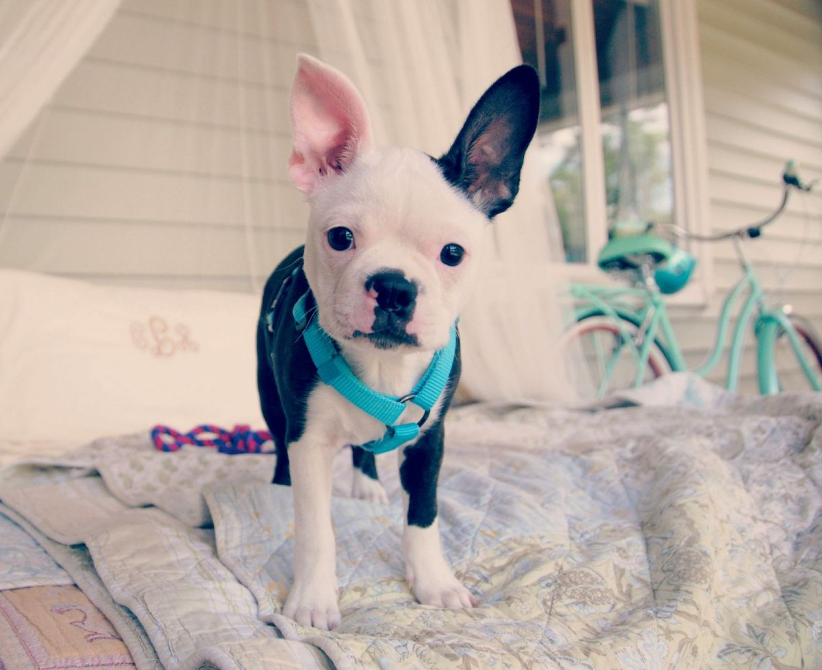 Potty Training ??? Deaf Dogs Rock