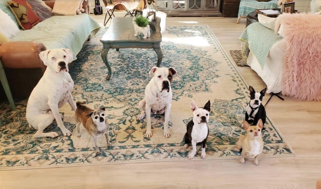 Deaf Dogs Can Learn As Well As Hearing Dogs Deaf Dogs Rock