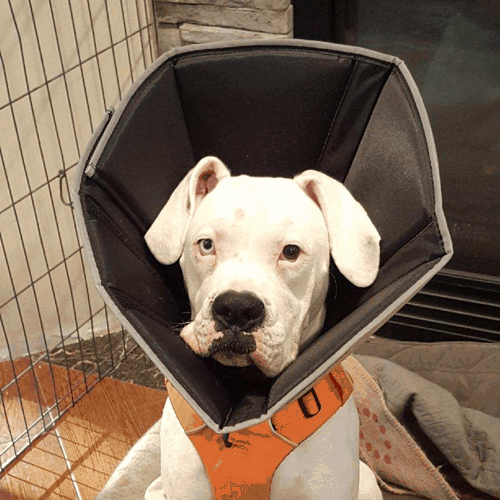 https://deafdogsrock.com/wp-content/uploads/2019/09/comfy-cone-soft-recovery-collar-thumbnail.png