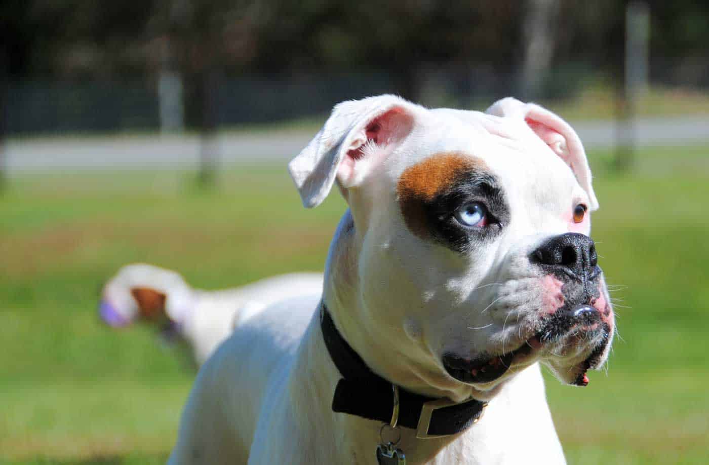 Deaf Dogs Rock – Sharing our passion for the love and care of deaf dogs.