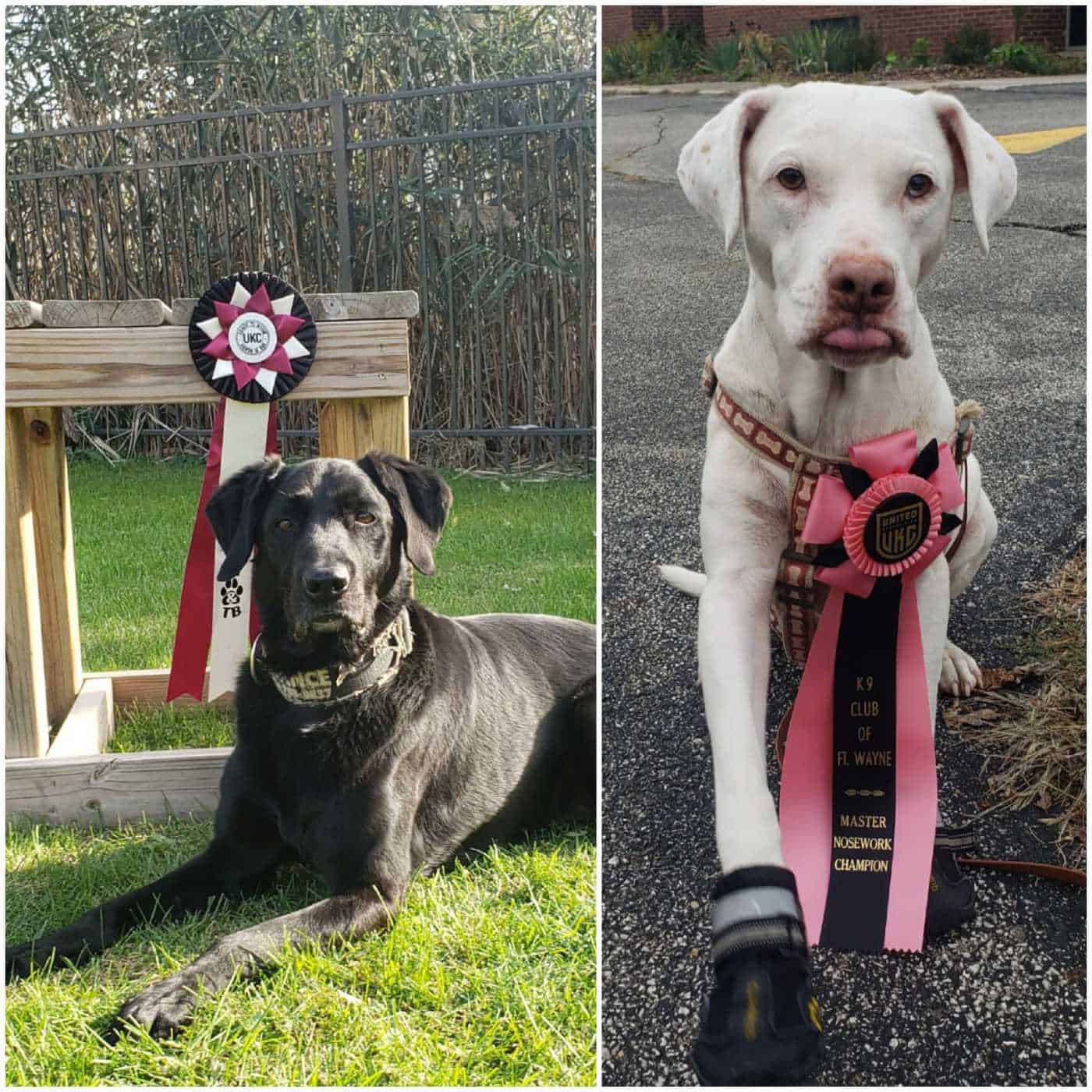 Our Three Deaf Dogs Rock Their Nosework Titles – Deaf Dogs Rock