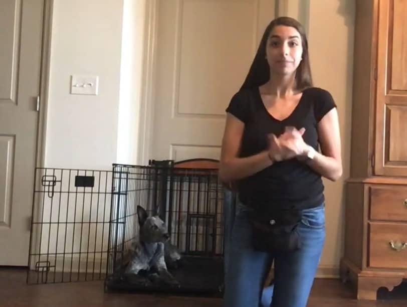 Crate Training Your Deaf Dog – Deaf Dogs Rock
