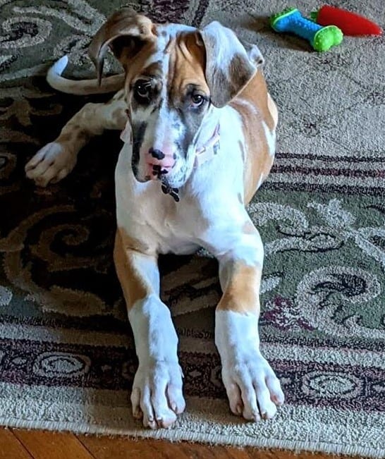 Fawnequin best sale great dane