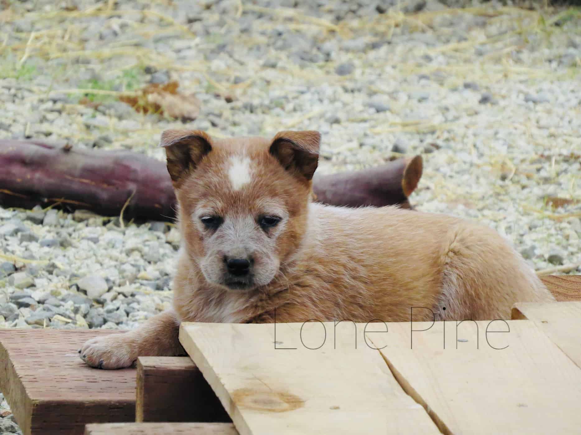 BirchAdopted Deaf Dogs Rock