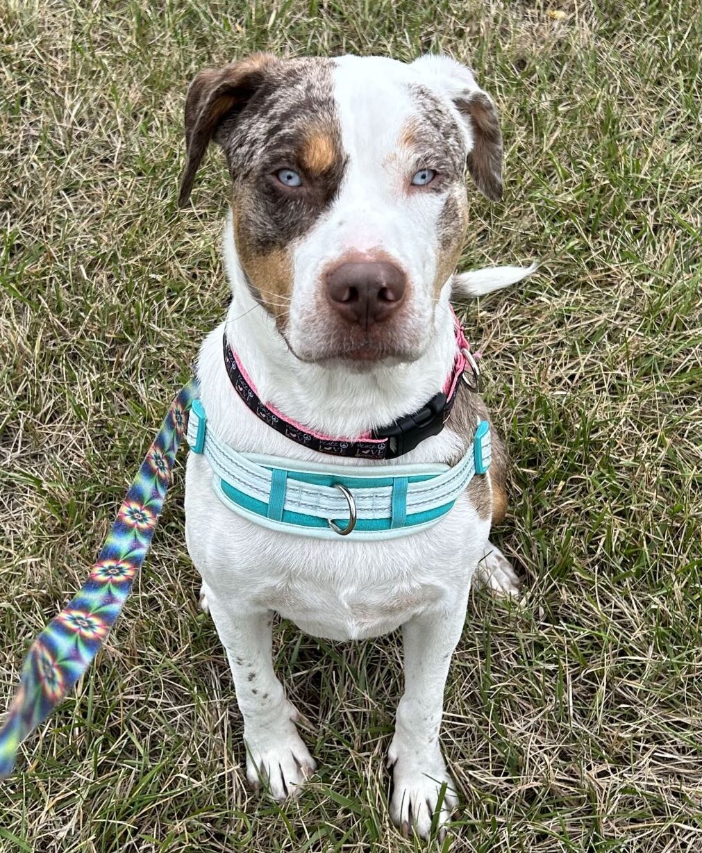 Our Three Deaf Dogs Rock Their Nosework Titles – Deaf Dogs Rock