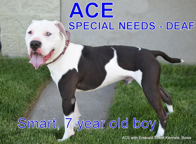 Ace – Idaho – Rocher du chien sourd