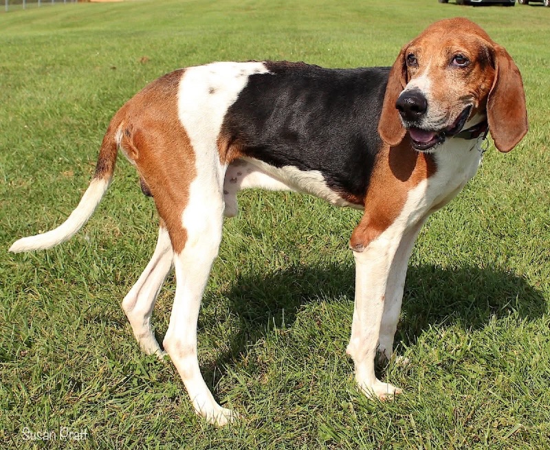 Sir Parkington – Virginie – Deaf Dog Rock