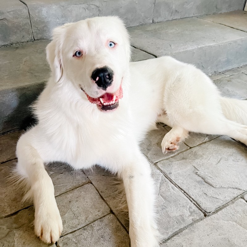 Lucent-AL – Chiens sourds