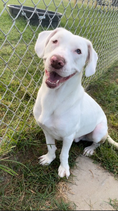 Chip – Texas – Rock pour chiens sourds
