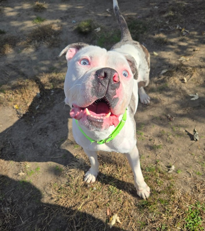 Ghost- NJ – Deaf Dog Rock