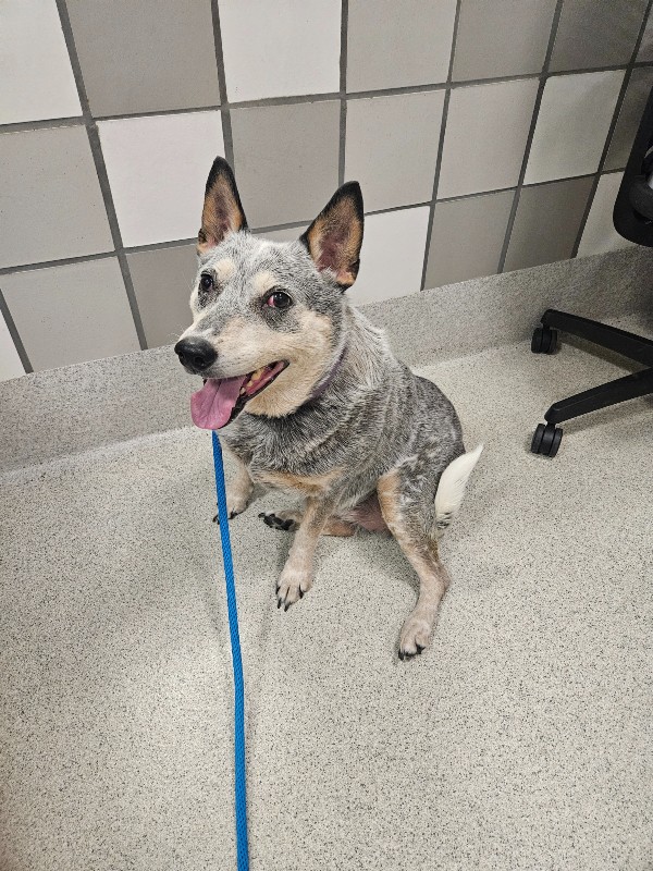 Kai – CO – Deaf Dogs Rock