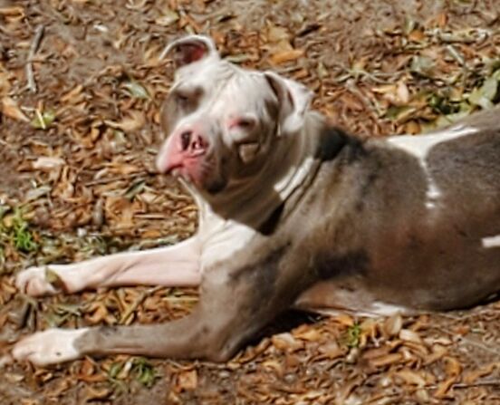 Thanos-SC – Deaf Dogs Rock