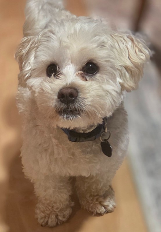 Howard-Wisconsin – Deaf Dogs Rock