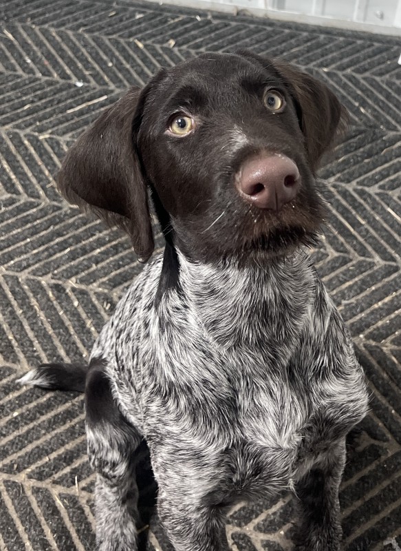 Arrow-NY – Deaf Dogs Rock