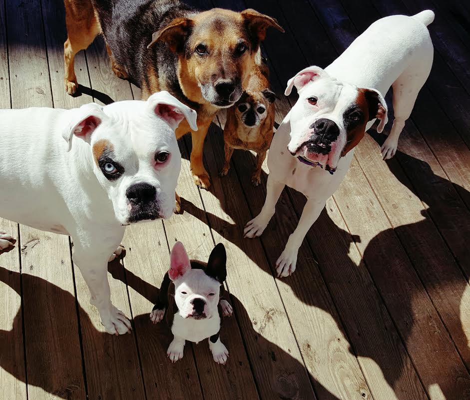 January 2026 Rocker Puppy/Dog Rescue Sponsorship Recaps – Deaf Dogs Rock