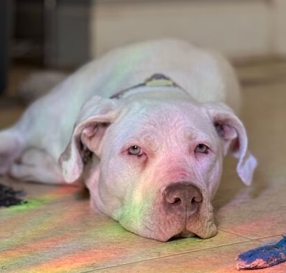 Sky- OH – Deaf Dogs Rock