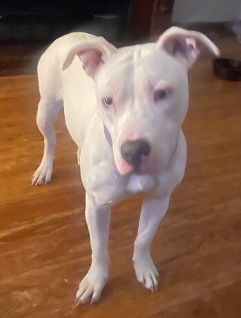 Lilly – MI – Deaf Dogs Rock