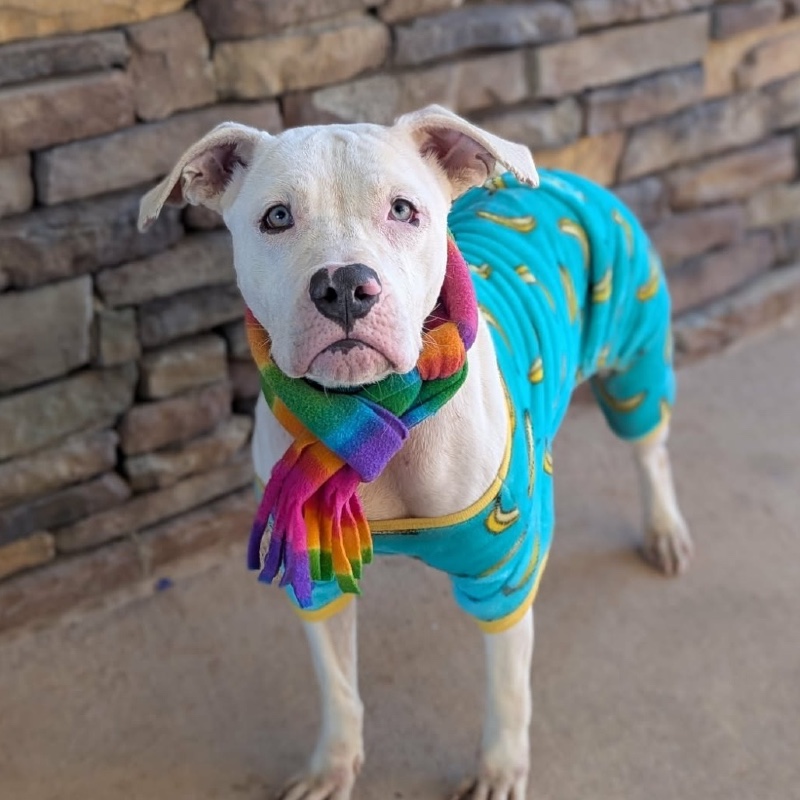 Winter-AL – Deaf Dogs Rock