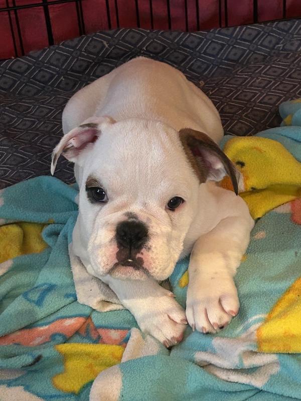 Madonna – VA – Deaf Dogs Rock