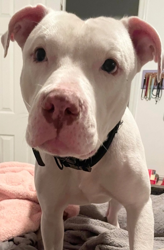 Ghost – CT – Deaf Dogs Rock