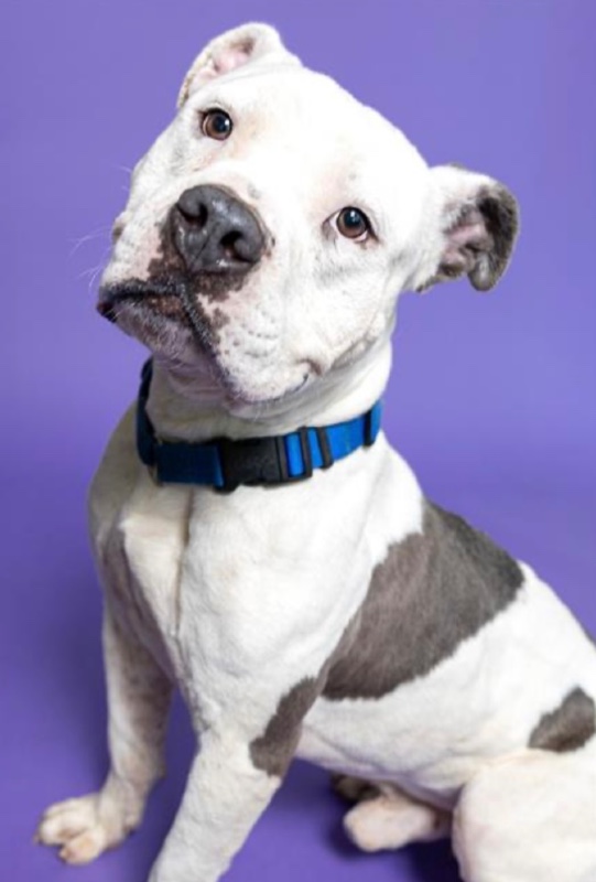 Zeus-FL – Deaf Dogs Rock