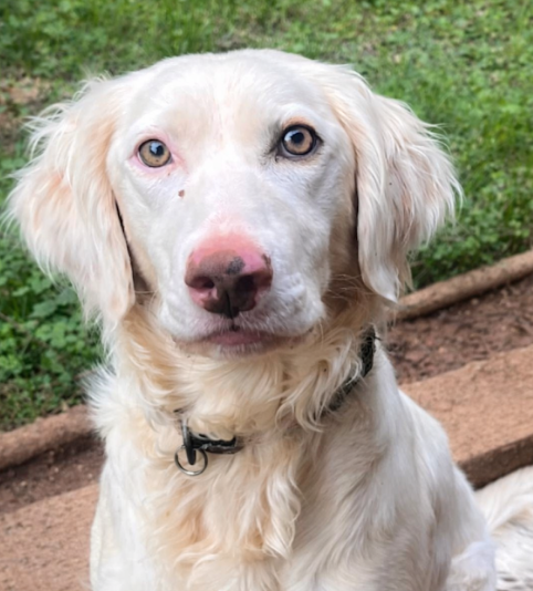 Luna – CA – Deaf Dogs Rock