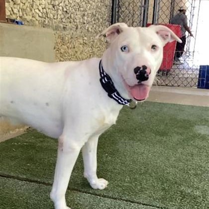 Bonita – TX – Deaf Dogs Rock