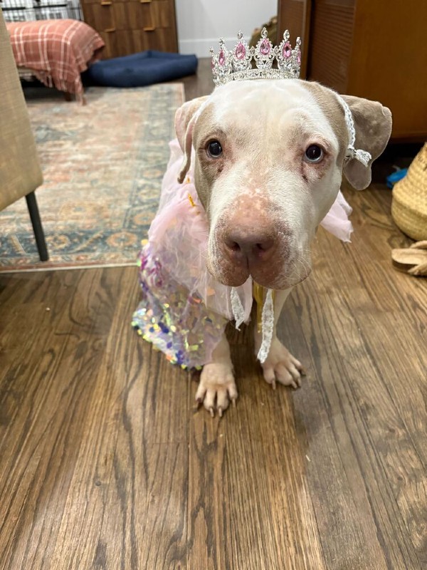 Royal – NY – Deaf Dogs Rock