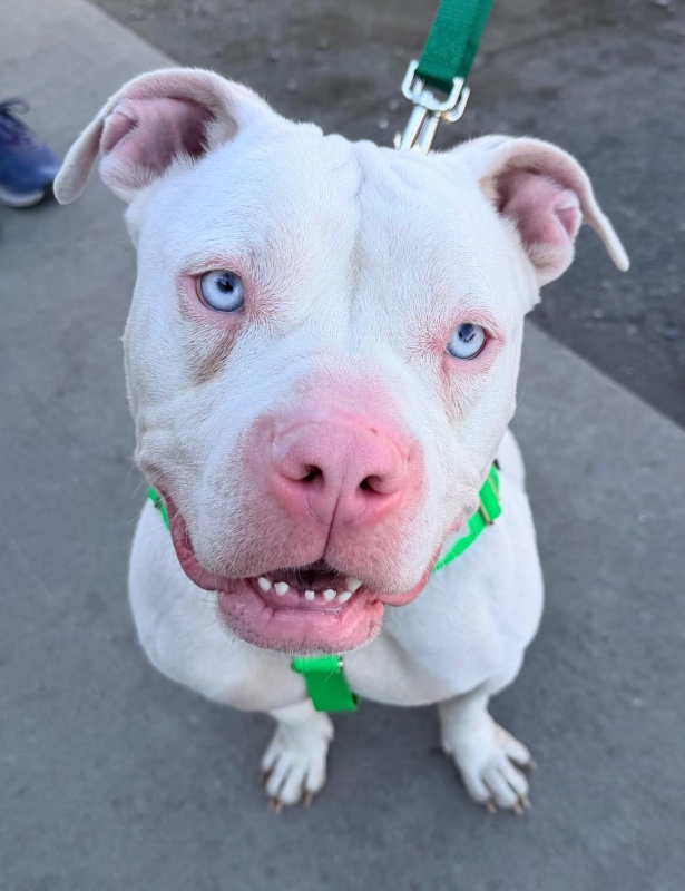 Def Leppard – CO – Deaf Dogs Rock