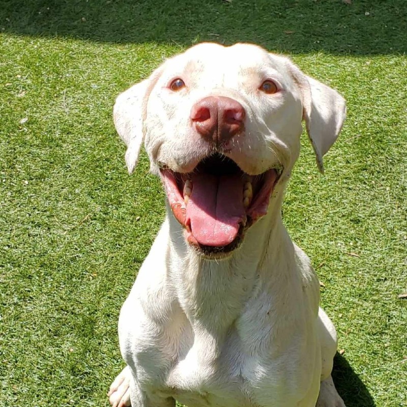 Archer – TX – Deaf Dogs Rock