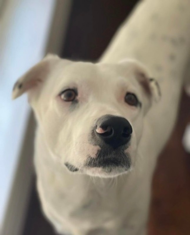 Zeus – TX – Deaf Dogs Rock