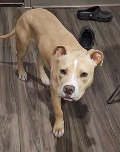 Luke-TX – Deaf Dogs Rock Luke-TX – Deaf Dogs Rock