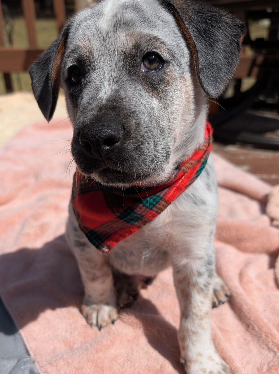 Fritter-NC – Deaf Dogs Rock