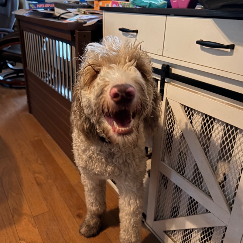 Big Guy – FL – Deaf Dogs Rock