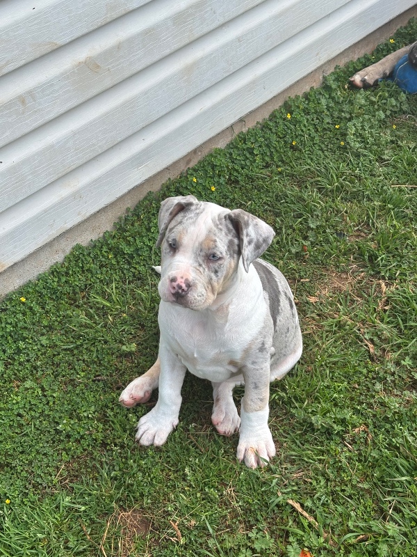 Harley- GA – Deaf Dogs Rock