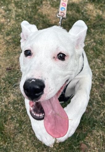 Happy – NV – Deaf Dogs Rock