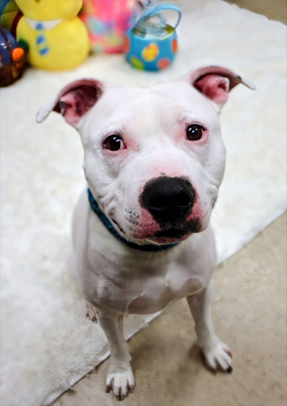 Miles – OH – Deaf Dogs Rock